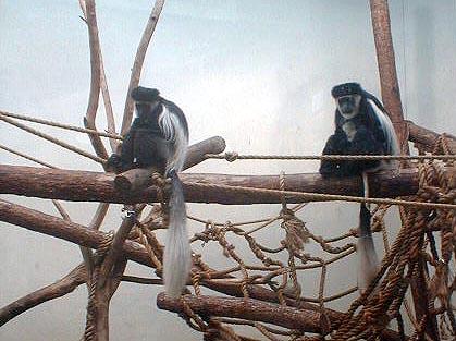 colbuswbabies1-Colobus Monkeys-Toledo Zoo-by Lara deVries.jpg