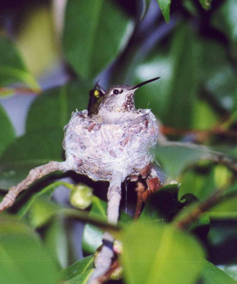 colobri1-Kolibri Hummingbird-incubating in nest.jpg