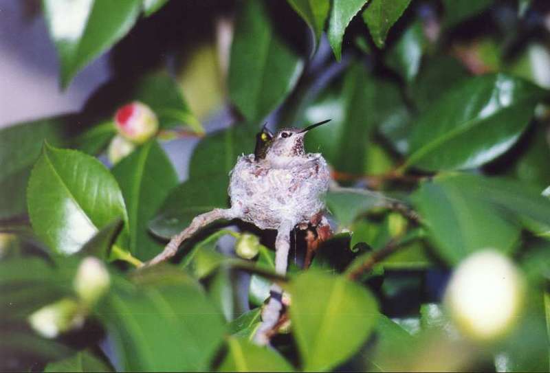 colobri2-Kolibri Hummingbird-incubating in nest.jpg