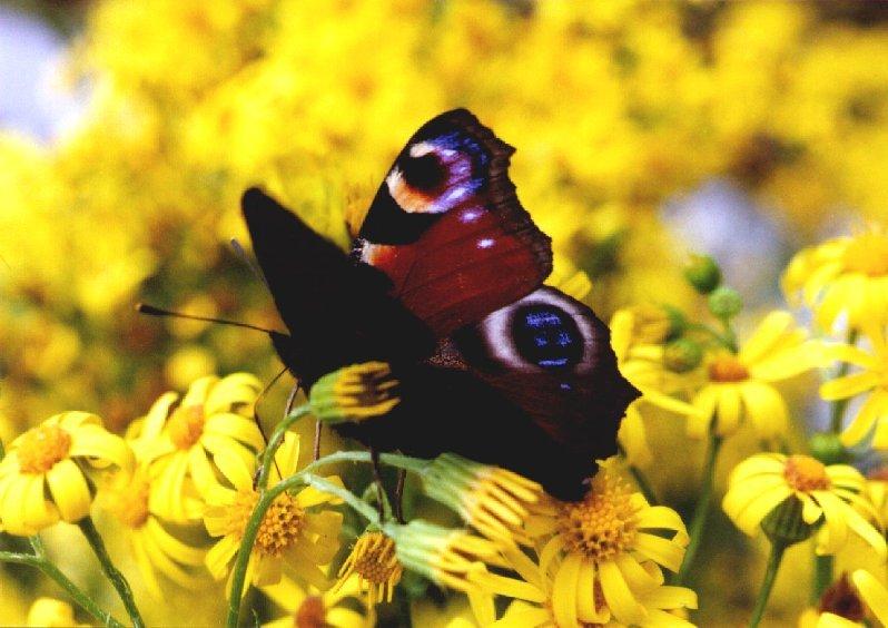 dagpo1-Peacock Butterfly-on yellow flowers-by Eduardo Sabal.jpg