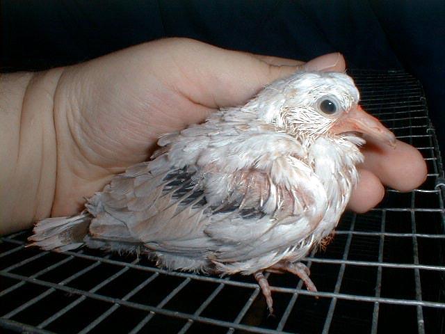 dove602-Ring-necked Dove-12 days old-by Lara deVries.jpg