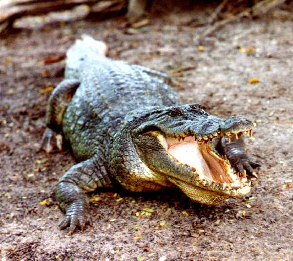 downboy-Nile Crocodile-on the ground-by Eduardo Sabal.jpg