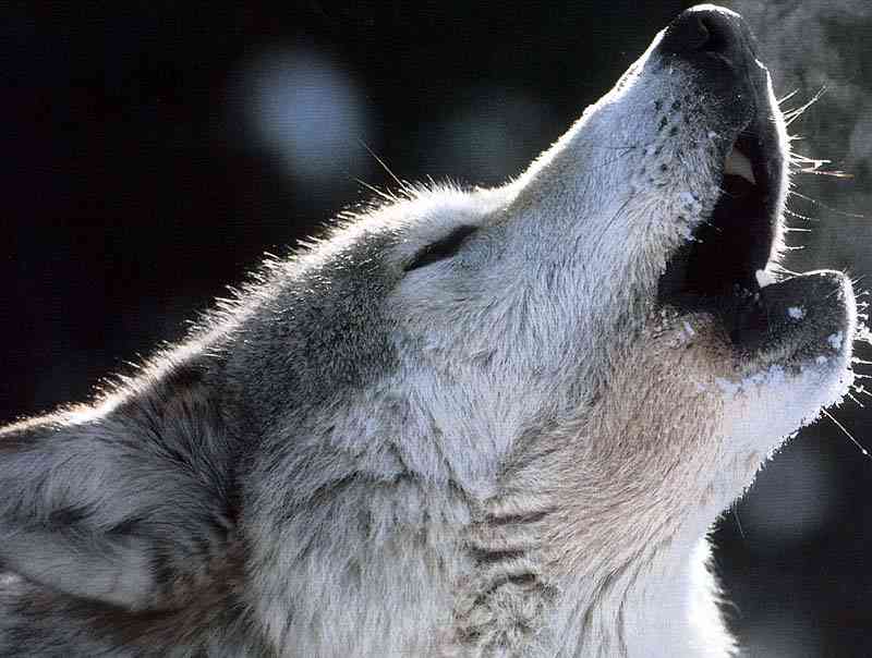 face01-Gray Wolf Howling-by Trudie Waltman.jpg