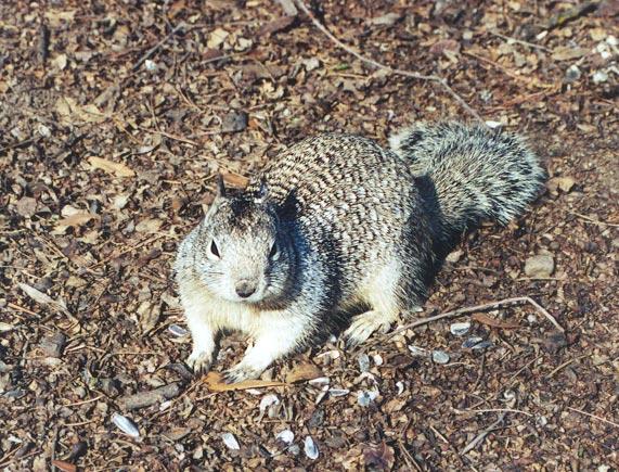 feb42-California Ground Squirrel-by Gregg Elovich.jpg