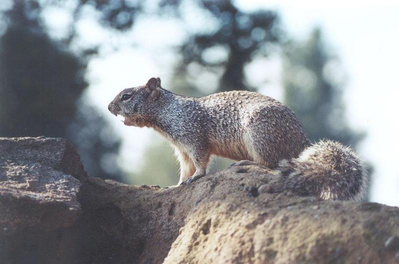 feb43-California Ground Squirrel-by Gregg Elovich.jpg