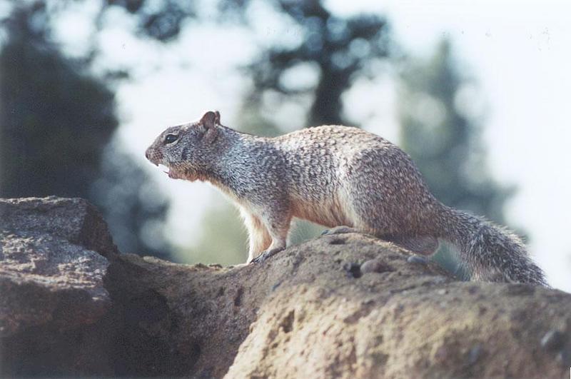 feb43b-California Ground Squirrel-by Gregg Elovich.jpg