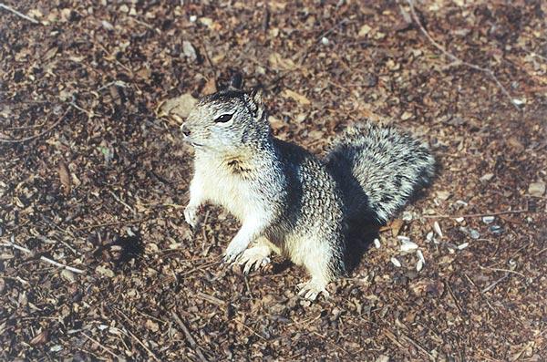 feb44-California Ground Squirrel-by Gregg Elovich.jpg