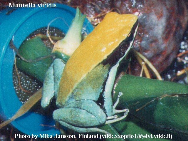 fherp006-Green Mantella-by Mika Jansson.jpg