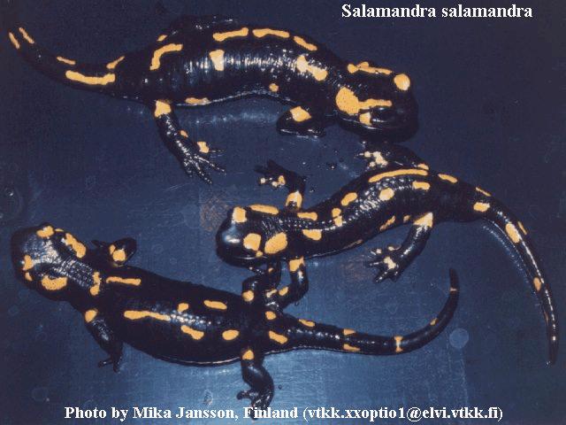 fherp007-Fire Salamander-by Mika Jansson.jpg