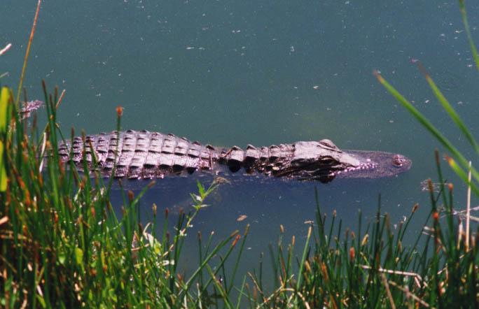 gator-American Alligator-by Neil Hoskins.jpg