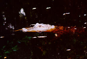 gator02-American Alligator-face on water surface-by S Thomas Lewis.jpg