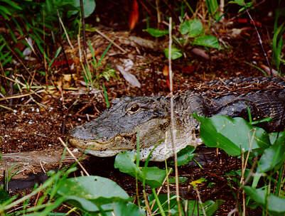 gator03-American Alligator-walking in swamp bush-by S Thomas Lewis.jpg