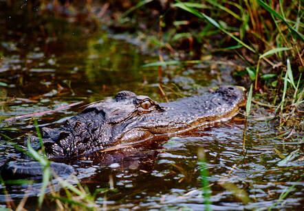 gator04-American Alligator-face out of water-by S Thomas Lewis.jpg