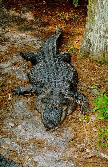 gator06-American Alligator-by S Thomas Lewis.jpg