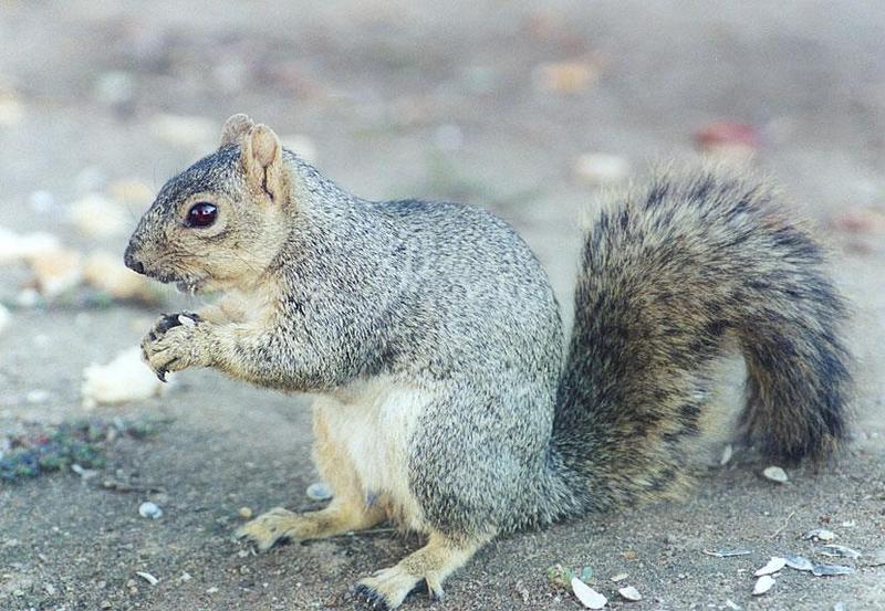 grey1-Western Gray Squirrel-by Gregg Elovich.jpg