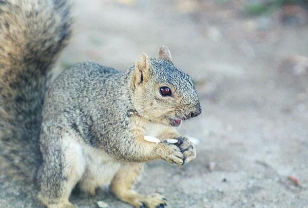 grey2-Western Gray Squirrel-by Gregg Elovich.jpg