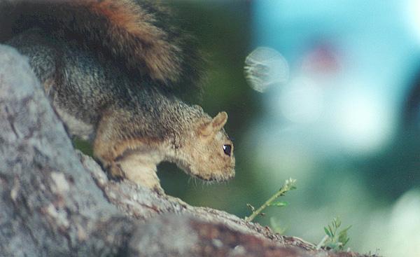 grey3-Western Gray Squirrel-by Gregg Elovich.jpg