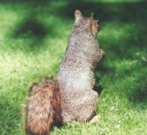 greybk-Gray Squirrel-by Gregg Elovich.jpg