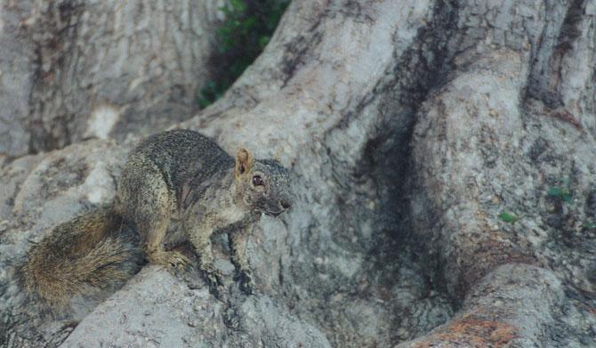 greyold-Gray Squirrel-by Gregg Elovich.jpg