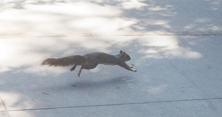 greyrun-Gray Squirrel-by Gregg Elovich.jpg