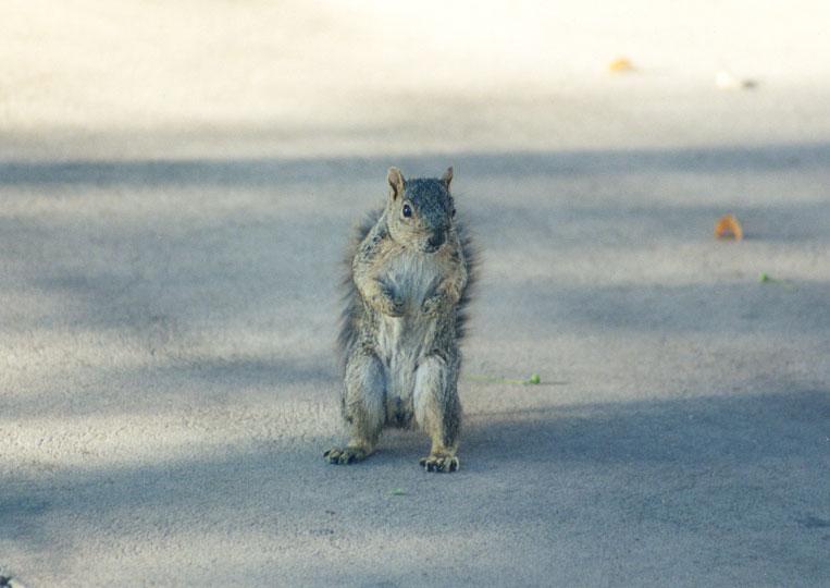 greyup-Western Gray Squirrel-standing up-by Gregg Elovich.jpg
