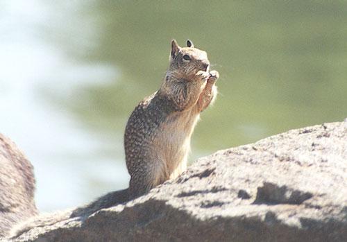 ground1-California Ground Squirrel-on rock-by Gregg Elovich.jpg