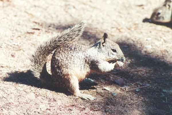 ground2-California Ground Squirrel-eating nut-by Gregg Elovich.jpg