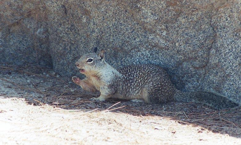 gskwerl-California Ground Squirrel-by Gregg Elovich.jpg