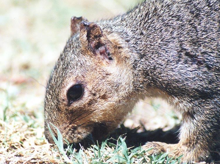 gskwerl1-California Ground Squirrel-by Gregg Elovich.jpg