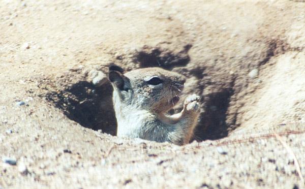 gskwerl2-California Ground Squirrel-by Gregg Elovich.jpg