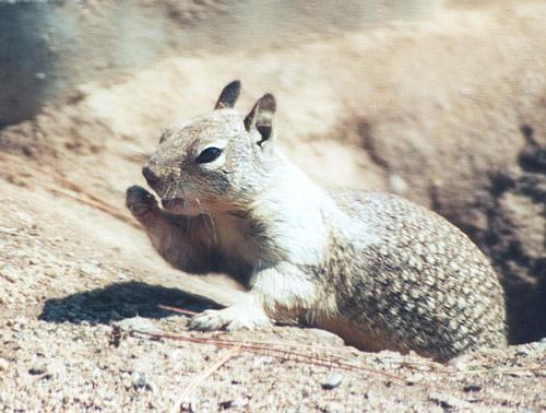 gskwerl3-California Ground Squirrel-by Gregg Elovich.jpg