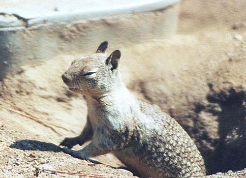 gskwerl4-California Ground Squirrel-by Gregg Elovich.jpg