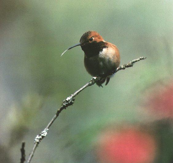 hummingbird00.jpg