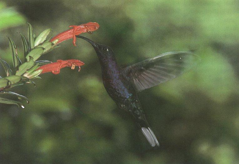 hummingbird02.jpg