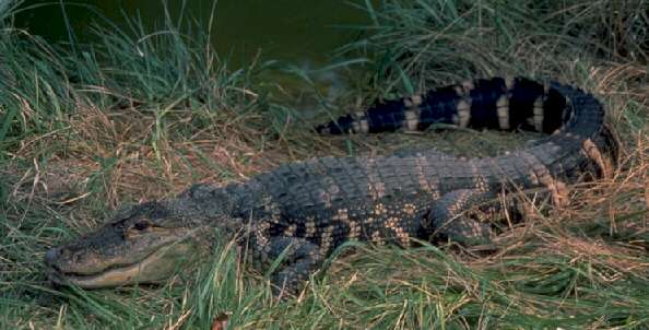 img0001-American Alligator-on grass.jpg