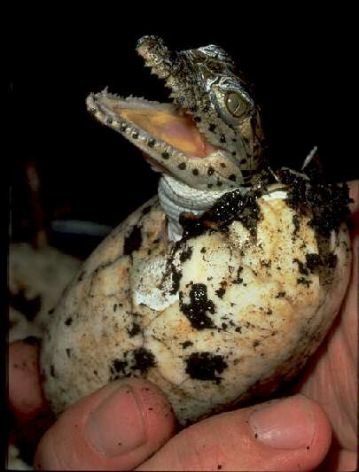 img0002-Cuban Crocodile-hatching out from egg.jpg