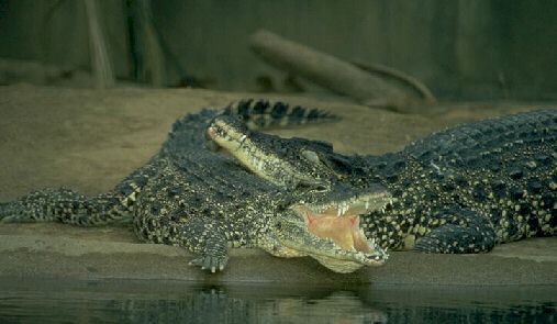 img0003-Cuban Crocodiles-captive.jpg