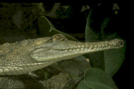 img0004-Freshwater Crocodile-face closeup.jpg