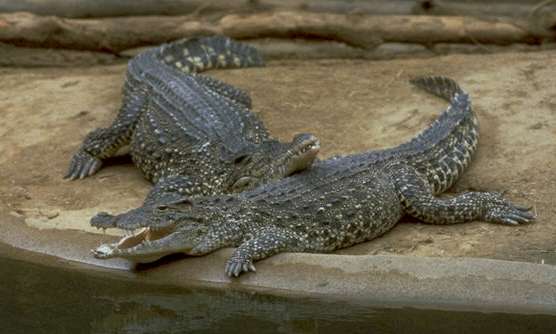 img0005-Cuban Crocodiles-captive.jpg
