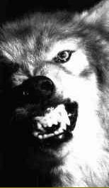 img6-Gray Wolf-snarling-by Raymond Audet.jpg