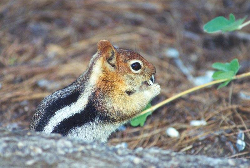 jan05-Golden-mantled Ground Squirrel-by Gregg Elovich.jpg