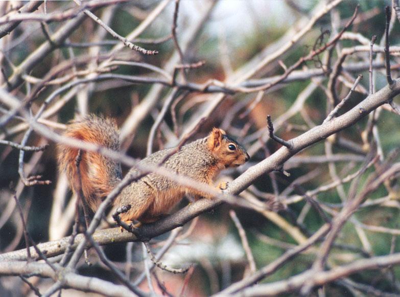 jan12-Fox Squirrel-by Gregg Elovich.jpg