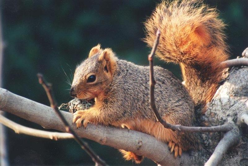 jan14-Fox Squirrel-by Gregg Elovich.jpg