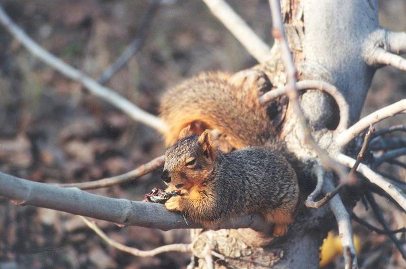 jan16-Fox Squirrel-by Gregg Elovich.jpg
