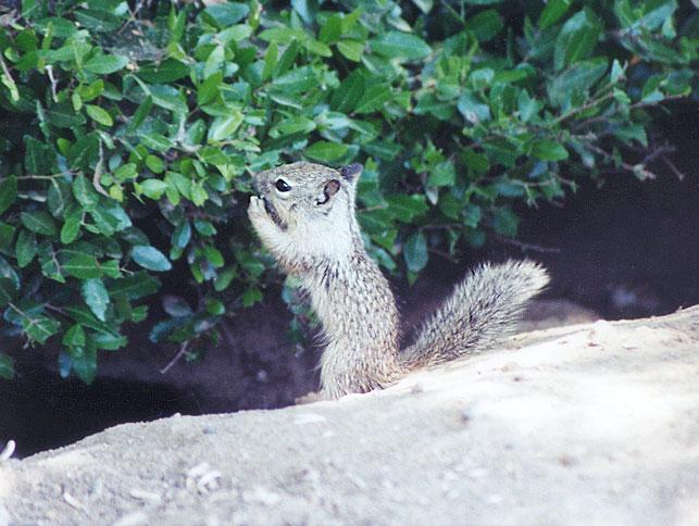 june16-Juvenile White California Ground Squirrel-by Gregg Elovich.jpg