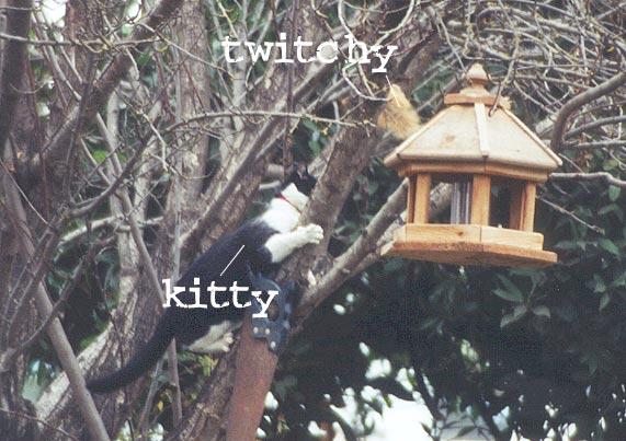 kitvtwitchy-House Cat Kitten and Fox Squirrel-by Gregg Elovich.jpg