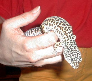 lepgecko-Leopard Gecko-in hand-Toledo Zoo-by Lara deVries.jpg