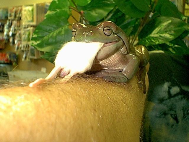 male-mouse-w-White s Treefrog-by Robin Russell.jpg