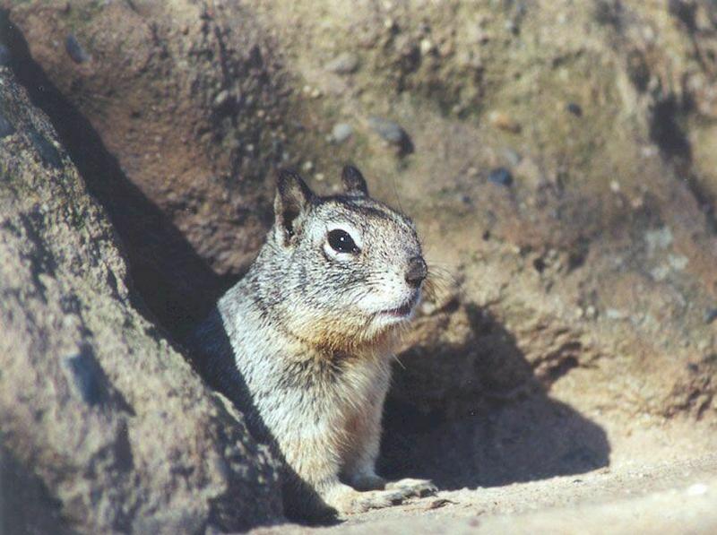 march04-California Ground Squirrel-by Gregg Elovich.jpg