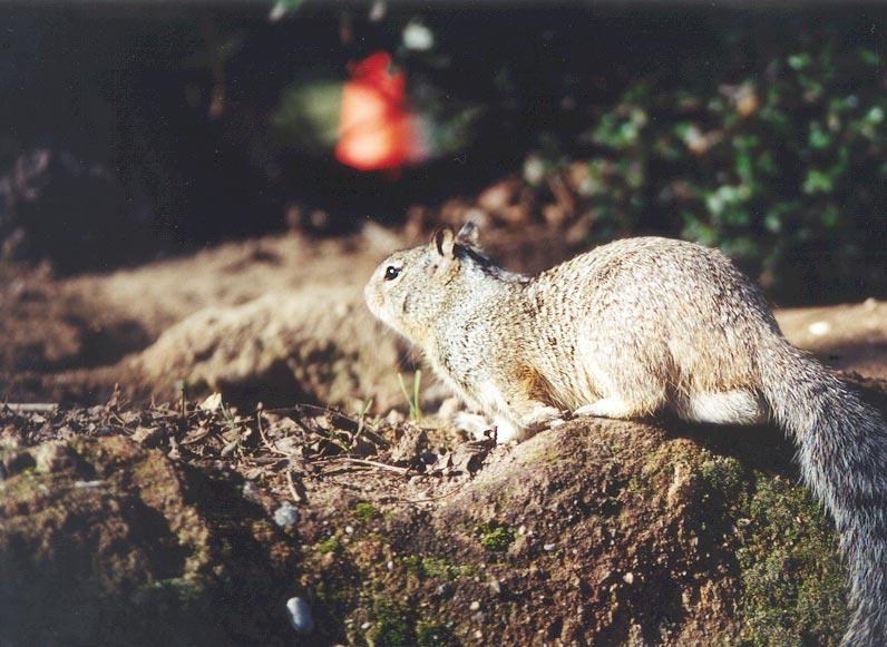 march06-California Ground Squirrel-by Gregg Elovich.jpg